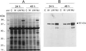 No abstract text available text: Accumulation Of Chloroplast Targeted Lipoxygenase In Passion Fruit Leaves In Response To Methyl Jasmonate Sciencedirect