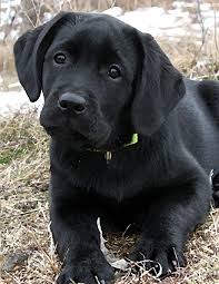 Black Labrador Puppy Notepad Dog Wisdom Quotes Awaiting Spring Journal 8 5x11 Burrows Judy A Black Dog Art 9781728628660 Amazon Com Books Search by image and photo. black labrador puppy notepad dog