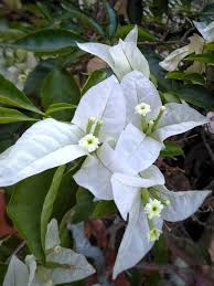 They thrive in lots of sunshine and. Beautiful White Unique Flower Steemit
