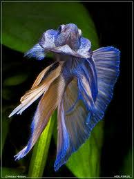 Flaring Halfmoon Betta Betta Siamese Fighting Fish Betta Fish Types