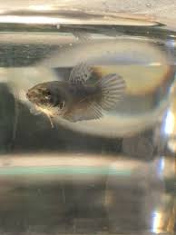 Today i was feeling like i needed a little pick me up so i headed over after. Baby Betta Fish At Petco Unique Fish Photo