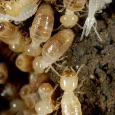This is when mulch companies grab the trees to mulch. Mulch Termites Cedar Hardwood More