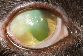 Most of the time, however, a special dye called fluorescein stain needs to be applied to the cornea, which sticks to the abrasion and causes it to be clearly visible as a greenish area on the surface of the. Feline Eosinophilic Keratitis Mspca Angell