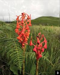 Image result for Satyrium coriophoroides