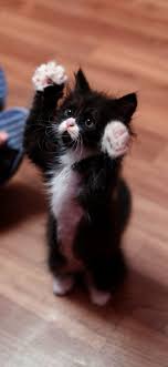 Black And White Kittens For Sale Essex Cats And Kittens Plant Cats And Kittens For Sale Essex Kittens Cutest Cute Animals Cats And Kittens