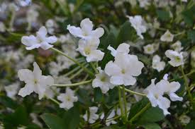 Image result for Brunfelsia americana