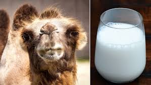 They are mostly the dromedary or arabian camel, which has one hump, and is the species chosen for milk production. Amul Is Making Camel Milk Chocolates Know The Health Benefits How Is It Different From Cow Milk Latestly