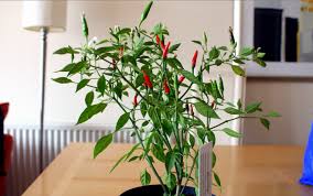 Maybe you would like to learn more about one of these? Easy To Plant Herbs For Kitchen Garden