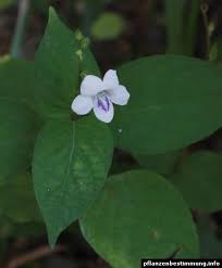 Image result for Asystasia sp. (Biegel 5184)