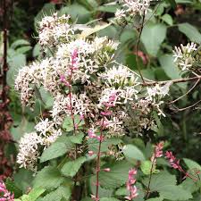 Image result for Pavetta uniflora