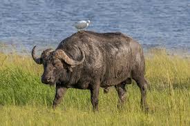 African buffalo - Wikipedia
