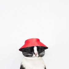 Princess Cheeto On Twitter Cat Wallpaper Cat Cute Wallpaper Cat Photography