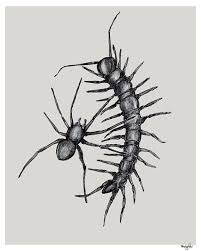 Black And White Insect Drawings Creepy Crawly Black White Grey Insect Pencil Drawn By Greenbomb 20 00 Ap Art Creepy Pencil Drawings