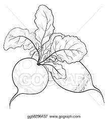 Drawing Radish With Leaves Contours Clipart Drawing Gg58296437 Gograph Download radish png image for free. https www gograph com clipart license summary gg58296437