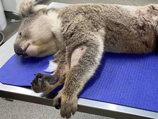 Domestic dogs attack koalas on Raymond Island, wildlife carers call for  residents to be vigilant - ABC News