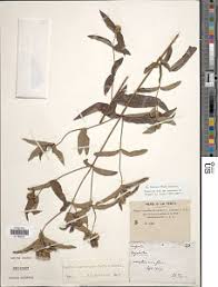 Image result for Aspilia ciliata