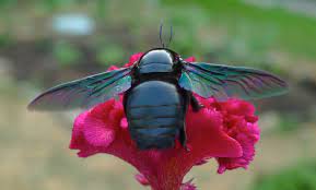 I got some much better angles on this fella but they didn't come out focused right. Our Friend Big Black Carpenter Bee Lijiun