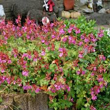 Image result for Geranium vagans