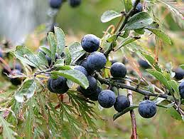 We did not find results for: Sloe Plum Yalca Fruit Trees