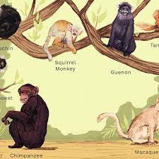 Maybe you would like to learn more about one of these? 7 Kinds Of Primates That Can Be Kept As Pets