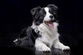 Facts You Need To Know About The Border Collie Lifespan Bordercolliehealth
