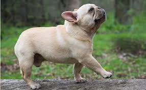 Pet loan here for you ! Amazon Com The Blissful Dog Cream French Bulldog Nose Butter Dog Nose Butter 1 Ounce Pet Supplies