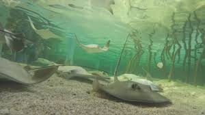 How big is an average stingray? Wild On Wane Stingrays