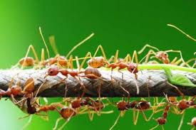 Check spelling or type a new query. Apa Yang Dilakukan Sekelompok Semut Ini Kunci Jawaban Soal Buku Tematik Kelas 6 Sd Tema 7 Halaman 103 112 Semua Halaman Fotokita