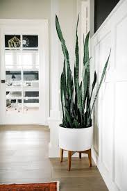 Snake Plant Sansevieria Trifasciata Houseplants Leedy Interiors Nj Interior Designer Nj Black Dining Room Home Home Decor
