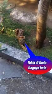 Perang gambar lucu sunda for android apk download. Meme Sunda Lucu Home Facebook