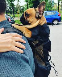 In case you are searching for a unique backpack for french bulldogs, i bet you'll never find the carrier like this one. Frenchie Backpack V1 Cs03 Frenchie Shop