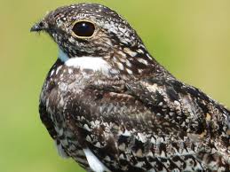 Backyard Birds Of East Texas Common Nighthawk Galveston Tx With Images Hawk Bird Birds God Of Wonders