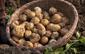 Kartoffel (Solanum tuberosum) – Gartenzauber