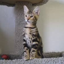 F2 savannah kittens for sale. Savannah Kittens Kitten For Sale Savannah Cats