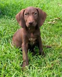 German shorthaired pointer mix mostly lab who gets along with most other. Weimaraner X German Shorthair Puppies For Sale In Alto Georgia Classified Americanlisted Com