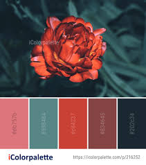 Color Palette Ideas From Flower Red Flora Image Outdoor Color Palette Red Colour Palette Modern Color Palette