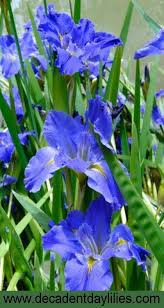 It's time to sit back and savor the sheer bliss only iris blooms can offer! Louisiana Iris Growing Tips Louisiana Iris Transplanting Louisiana Iris Care Louisiana Iris Iris Care Iris Landscaping