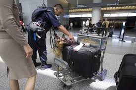Traveller Reveals How To Sneak Free Bag Onto A Flight - Nz Herald