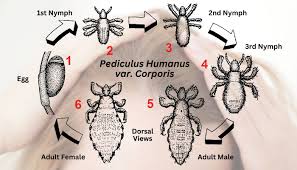 Image result for lice life cycle