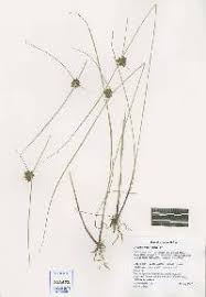 Image result for Pycreus niger