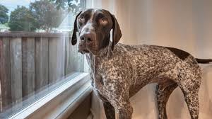A teacher's pointer, pointing stick, a rod with an arrow. Please Take Me With You German Shorthaired Pointer Labrador Youtube