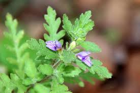Image result for Hygrophila cataractae