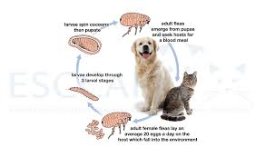 It cuts down the number of itchy, irritating bites your pet if your pet is allergic to fleas (your vet may call it flea allergy dermatitis), its skin might be especially sensitive. It S Winter Do I Still Need To Treat My Pet For Fleas Cockburn Vets