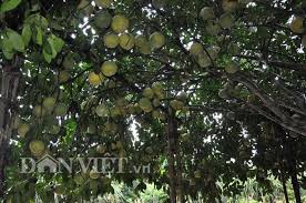 Kết quả hình ảnh cho xem ảnh hoa anh túc