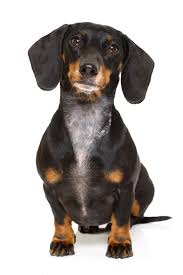 Black And Tan Reverse Dapple Dachshund Sitting And Obedient Dachshund Or Sausage Dog Looking To Owner Isolated On White Background In 2020 Sausage Dog Dachshund Lovers Dachshund