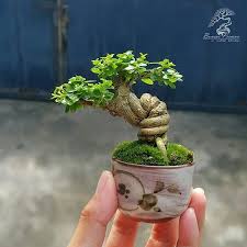 Bonsai soil, starter kits, bonsai seeds, bonsai fertilizer, bonsai tools, mud men and more for sale online. Bonsai Ceramic Tattoo Art Mame Bonsai Jade Bonsai Bonsai Tree