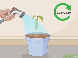 We did not find results for: How To Plant A Mango Seed With Pictures Wikihow
