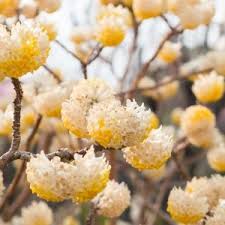 Image result for Gnidia chrysantha
