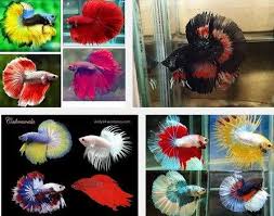 Untuk memberi makan ikan cupang anda cukup menaburkannya ke dalam akuarium. Cara Membuat Warna Ikan Cupang Bagus Dan Cantik