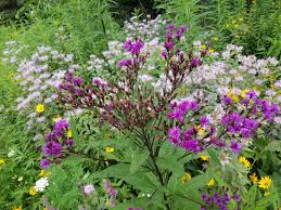 Image result for Vernonia guineensis